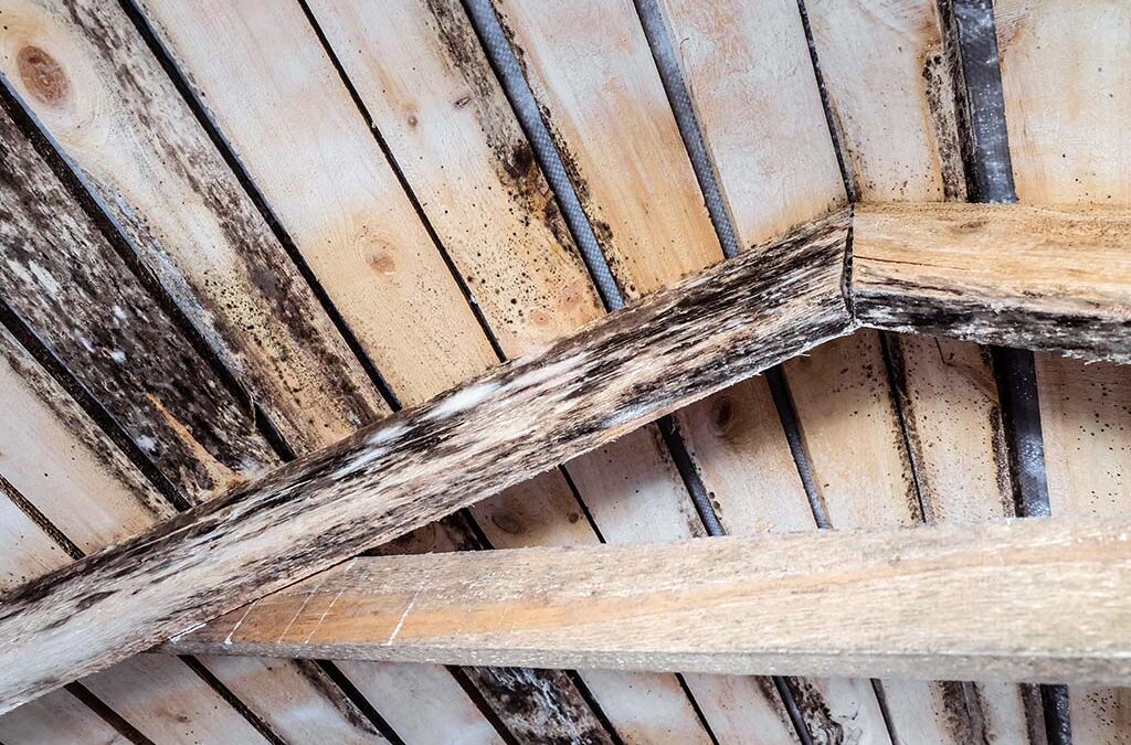How to Spot Rotting Timber (and What to Do About It)